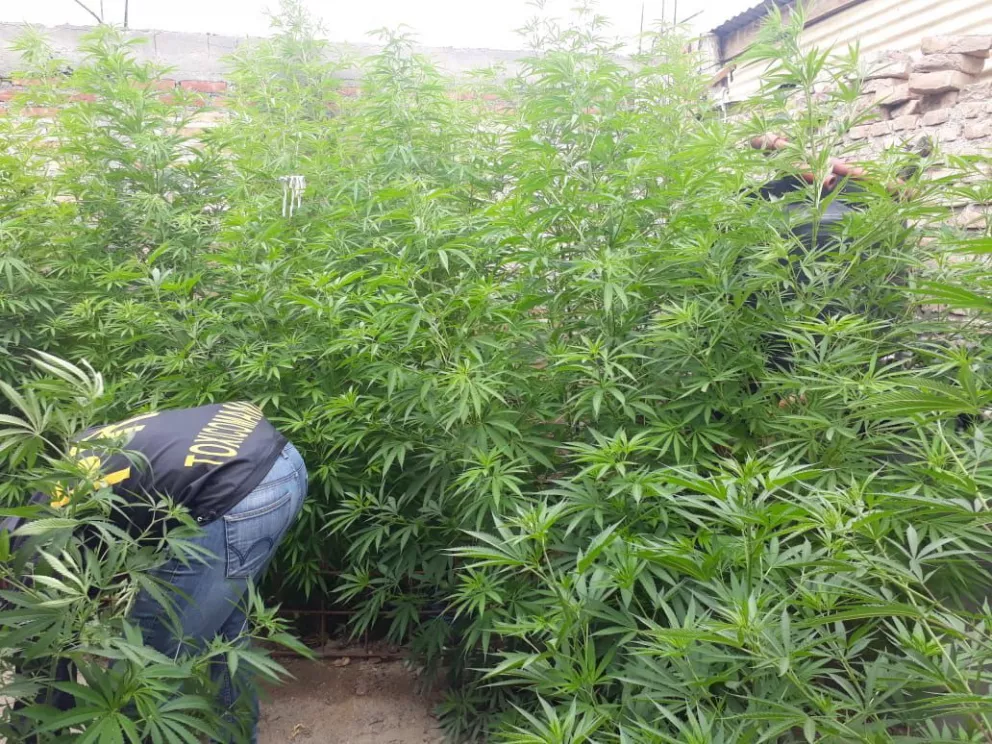En total hallaron 48 plantas de marihuana.