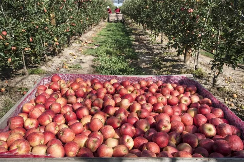 Río Negro sigue aportando más del 80% de las manzanas al país