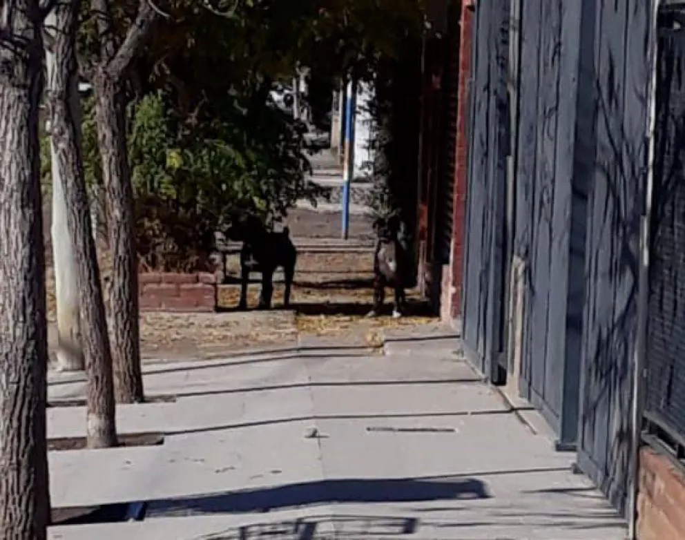 La imagen de los dos violento perros captados por un vecino.
