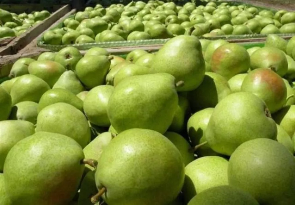 Peras y manzanas de Río Negro con arancel "cero"