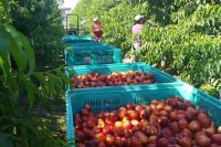Un poco de alivio: Llegan 1200 millones para la fruticultura