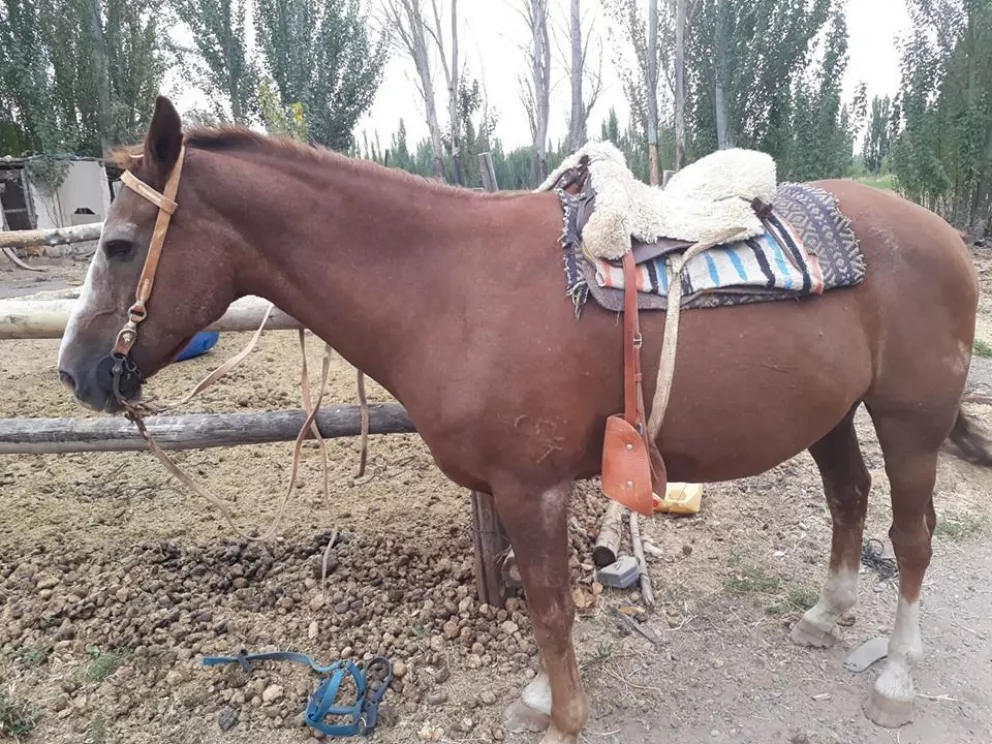 Seguidilla de robo de caballos: buscan a Quebracho