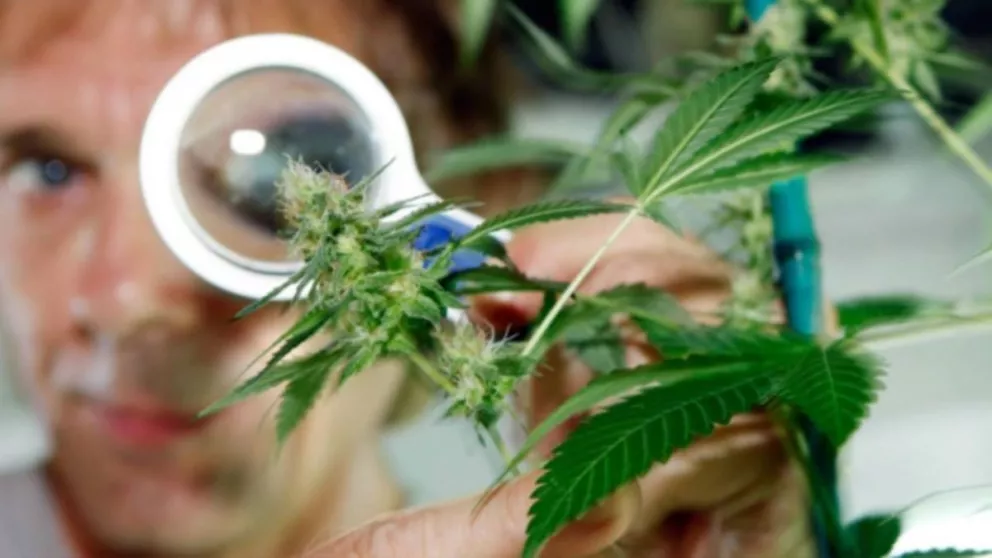 Cannabis medicinal: la UNRN elabora protocolos de control de calidad y elaboración