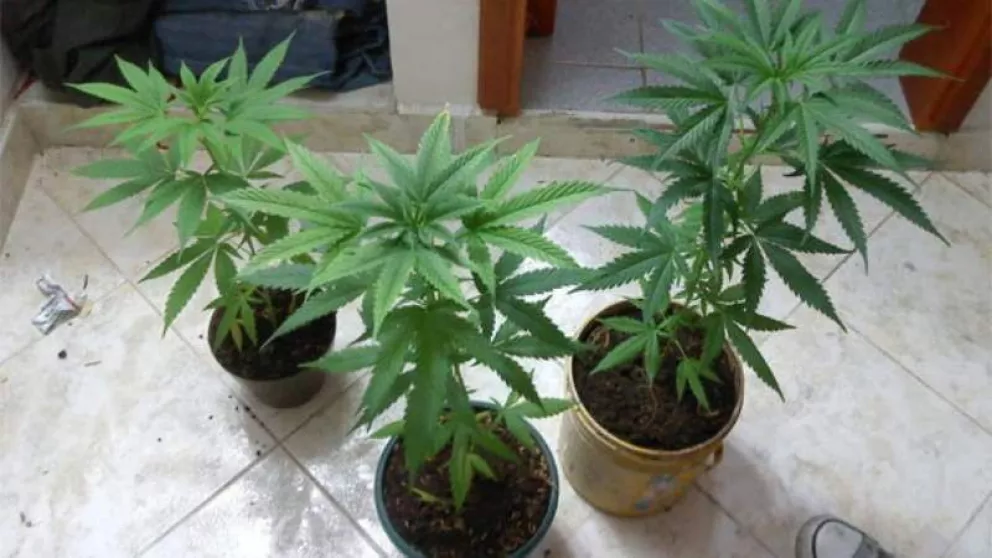 Secuestran plantas de marihuana y detienen a una mujer