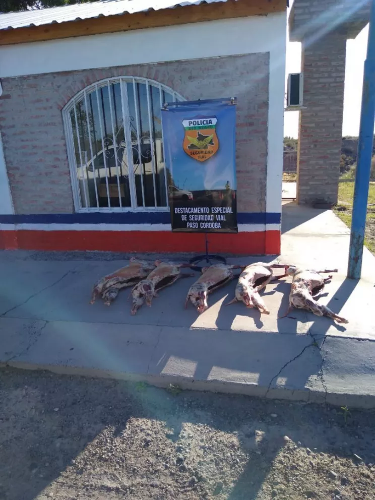 Paso Córdoba: Detienen una camioneta que transportaba de manera irregular ovinos faenados