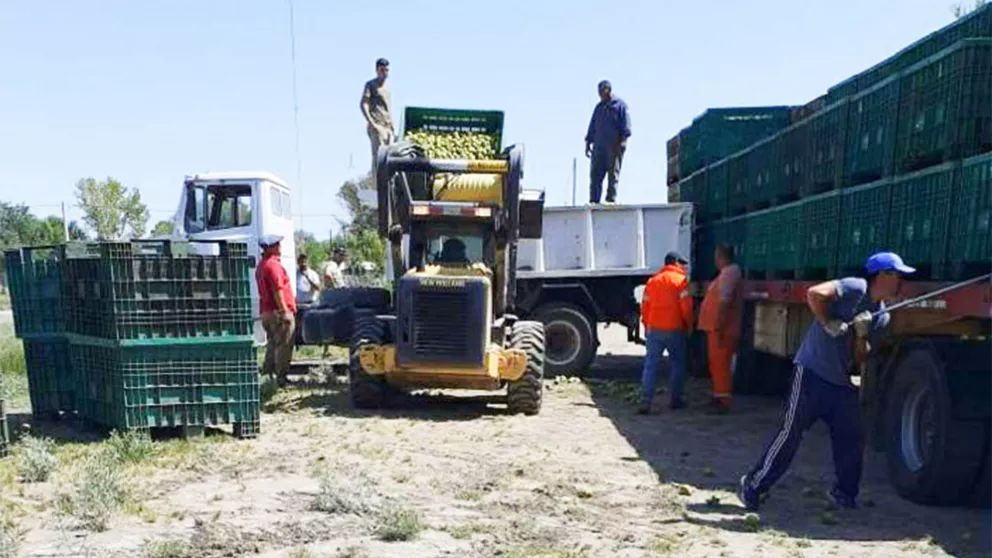 Decomisaron más de 28 mil kilos de peras sin medidas sanitarias