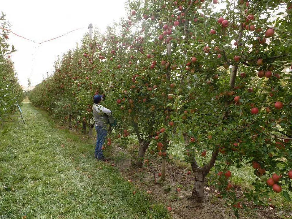 Crean programa para asistir a la cadena de producción de peras y manzanas