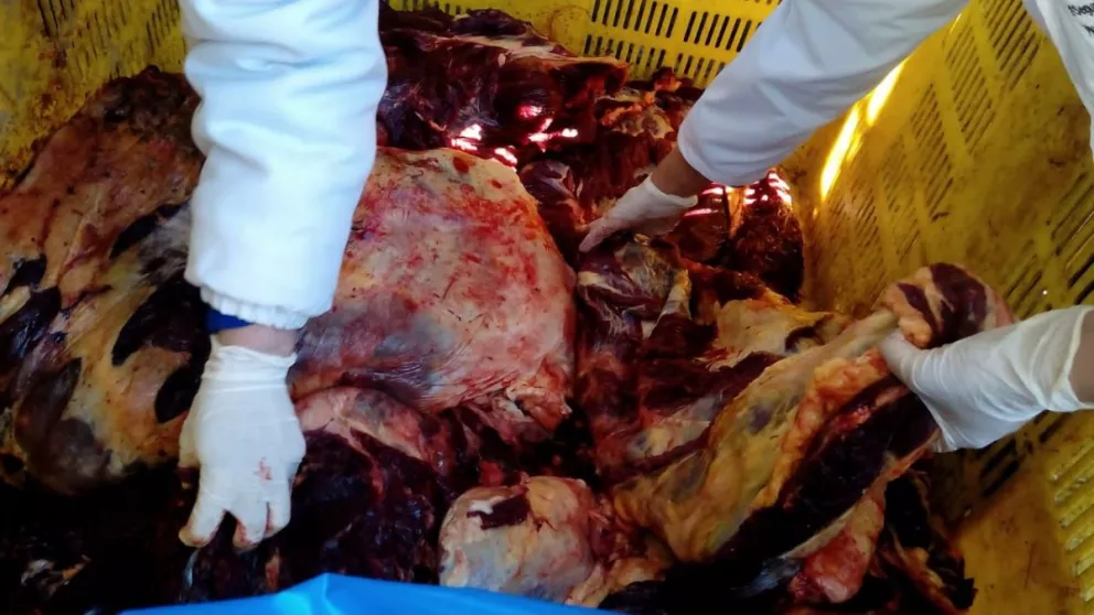 Más de 100 kilos de carne equina incautada por Seguridad Alimentaria