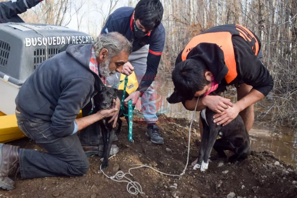 Gran gesto de Bomberos: rescataron tres perros aislados por la creciente