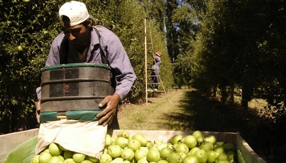 Ya tiene fecha de inicio la cosecha de peras y manzanas del Valle