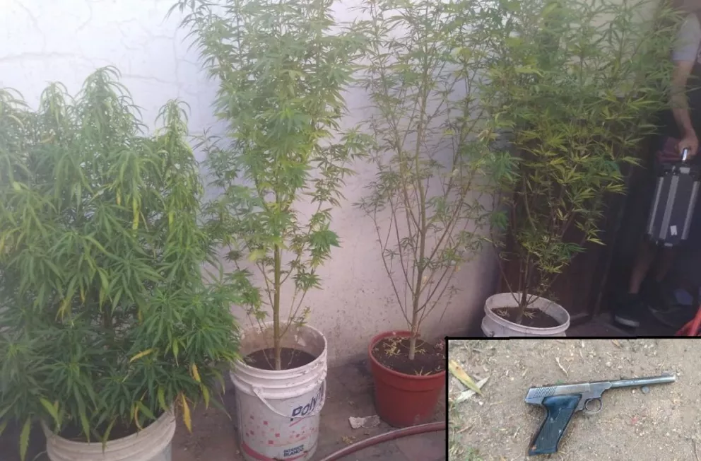 Encuentran un arma de fuego y plantas de marihuana en un allanamiento