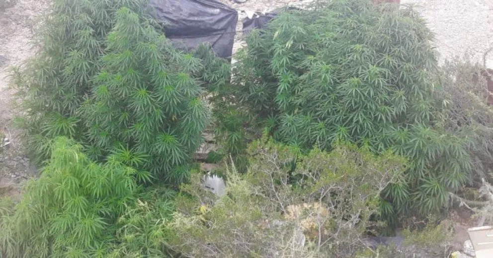 Secuestraron varias plantas de marihuana en una toma