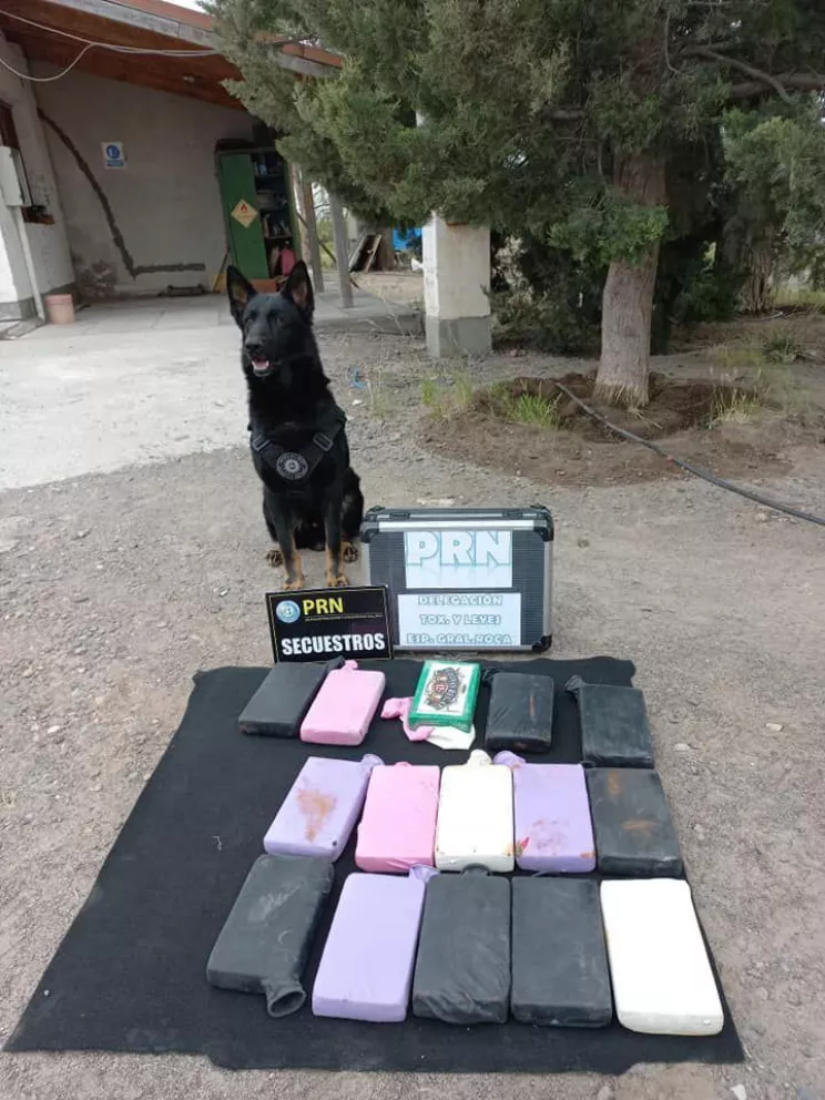 "Matías", el perro antidrogas, detectó más de 16 kilos de cocaína