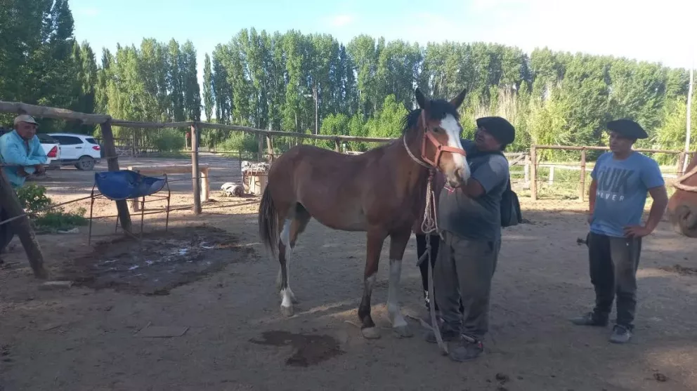 Ganadería devolvió dos caballos a vecinos de Quinta 25