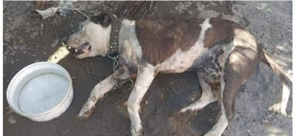 Dejaron morir a su mascota bajo el sol y sin agua